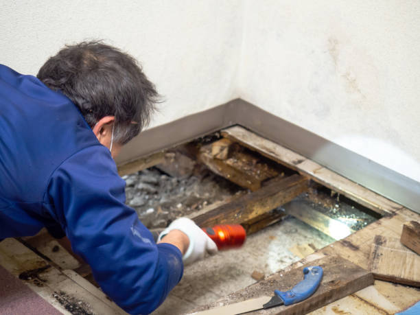 Best Attic Mold Remediation in Orange, OH