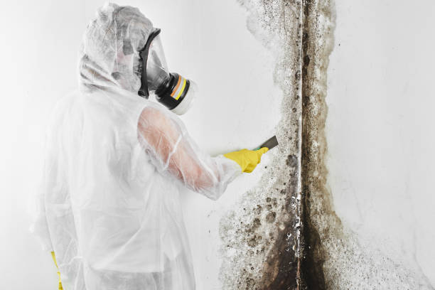 Best Emergency Mold Remediation in Orange, OH