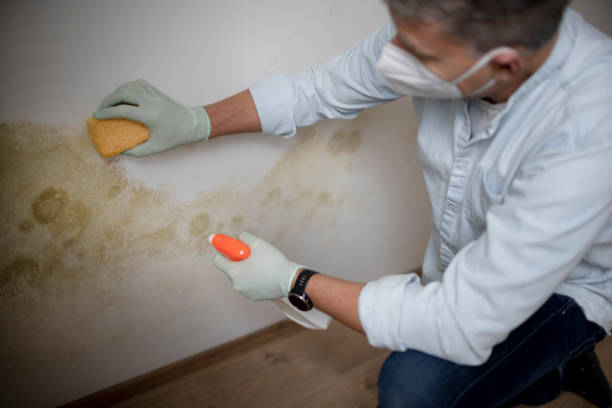 Professional Mold Remediation in Orange, OH