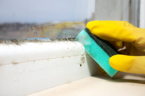 Best Post-Flood Mold Remediation in Orange, OH