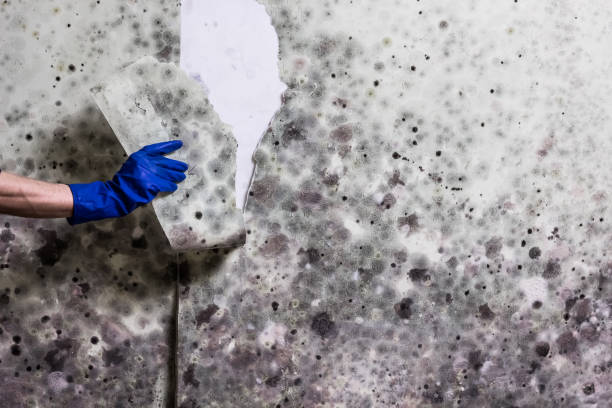 Best Industrial Mold Remediation in Orange, OH