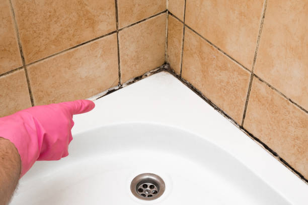 Best Mold Testing and Inspection Services in Orange, OH